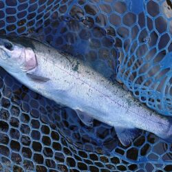 サクラマスを釣りに行ったんだが ～平谷湖フィッシングスポット～